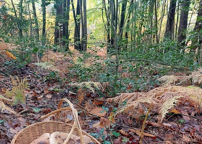 Avec Piscine, Vallee De La Loire بيت للعطل *